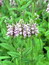 Stachys officinalis, Heilziest, Färbepflanze, Färberpflanze, Pflanzenfarben,  färben, Klostergarten Seligenstadt
